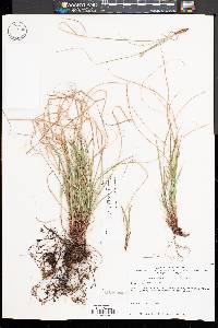 Image of Carex reznicekii