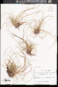 Carex umbellata image