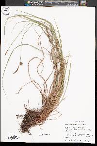 Carex vestita image