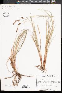 Carex vestita image