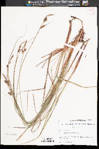 Carex vestita image