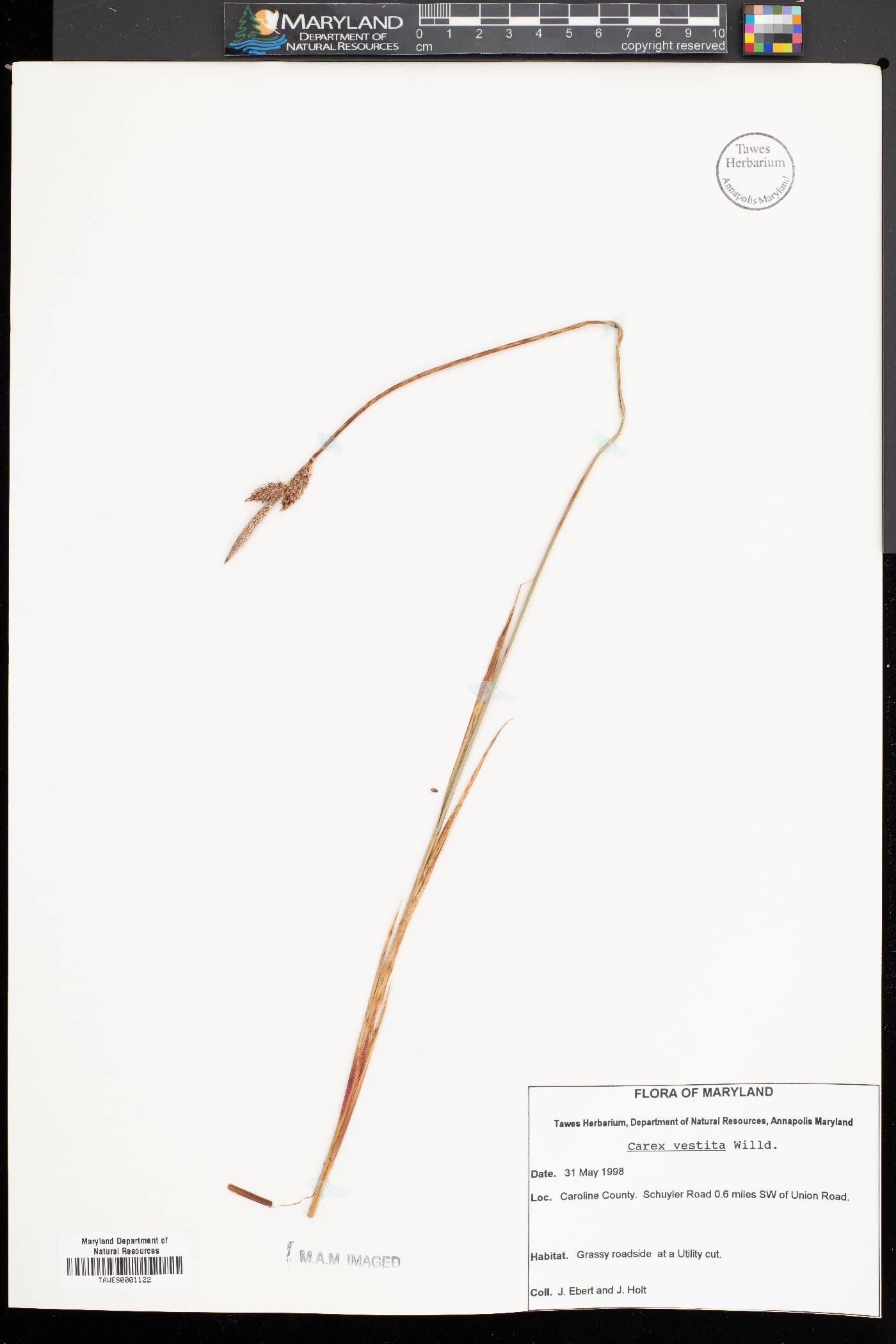 Carex vestita image