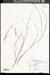 Carex virescens image