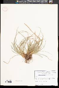 Carex willdenowii image