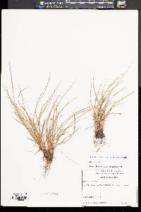 Carex willdenowii image