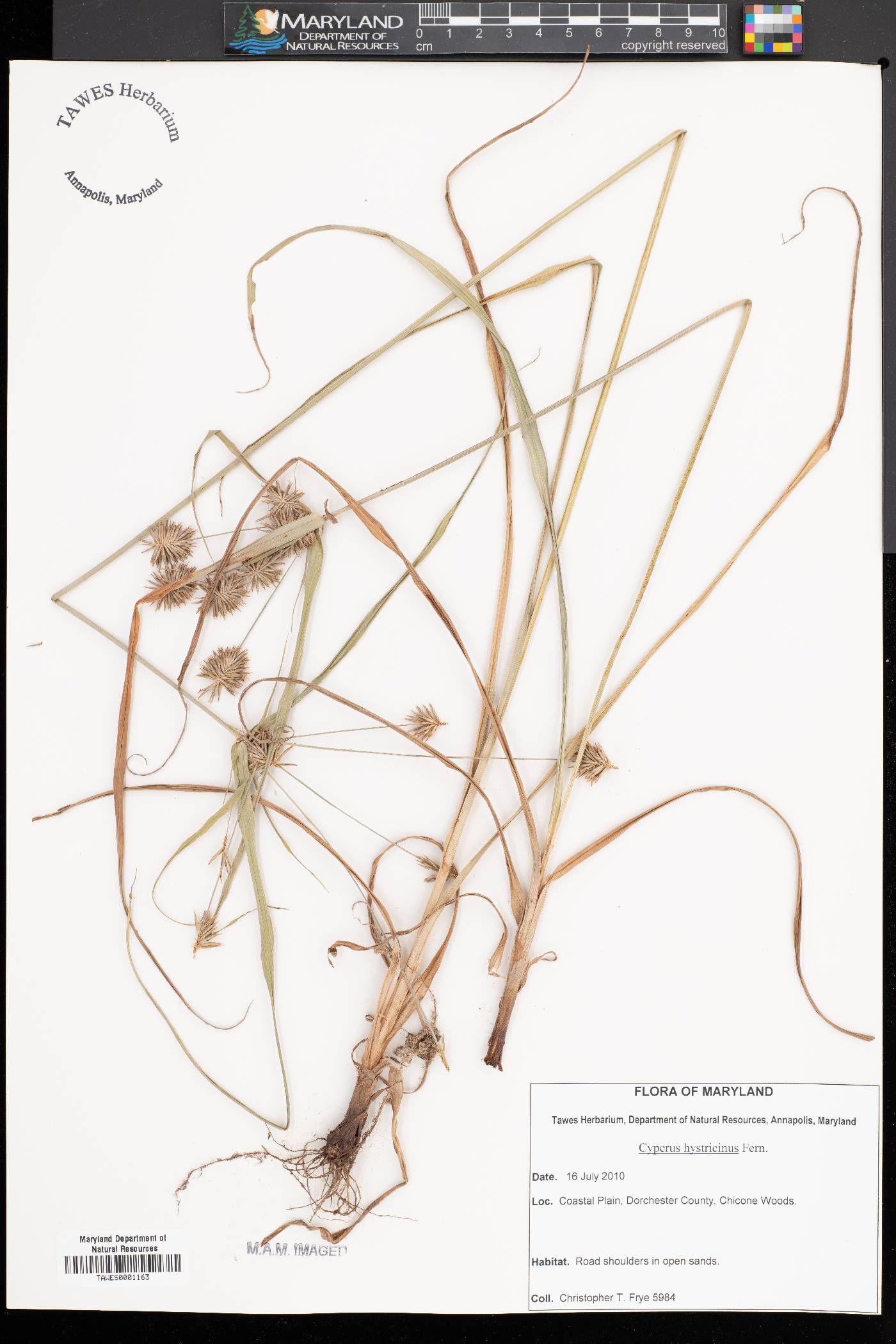 Cyperus hystricinus image