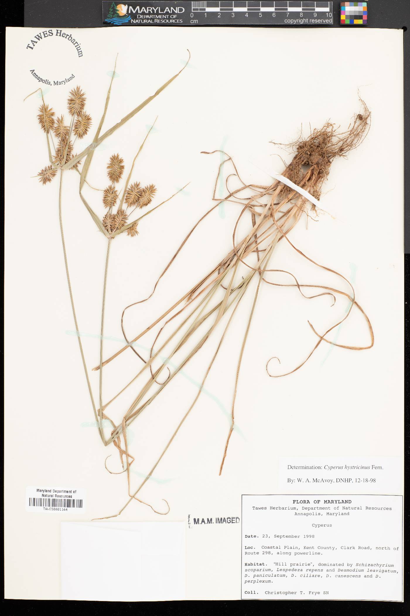 Cyperus hystricinus image