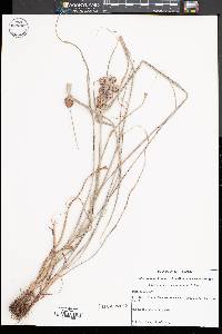 Cyperus lancastriensis image