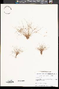 Cyperus subsquarrosus image