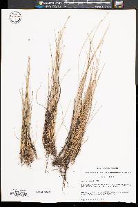 Eleocharis albida image