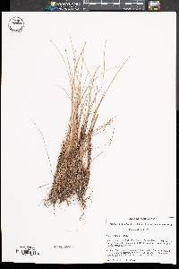 Eleocharis albida image