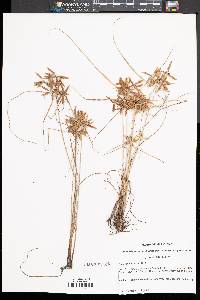 Cyperus bipartitus image