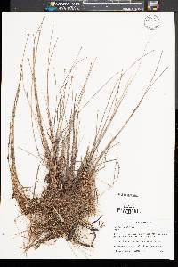 Eleocharis albida image