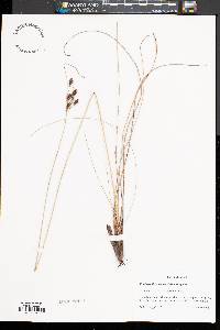 Fimbristylis castanea image