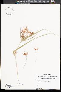 Rhynchospora corniculata image