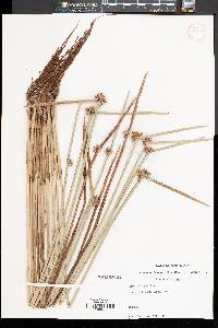 Schoenoplectiella purshiana image