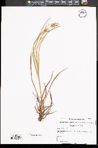 Scirpus pendulus image