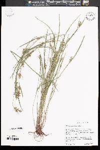 Scleria reticularis image