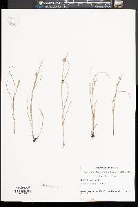 Scleria reticularis image