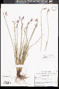 Sisyrinchium mucronatum image