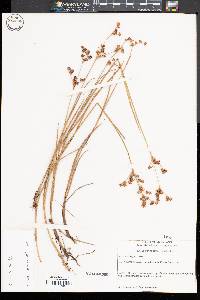 Juncus brevicaudatus image