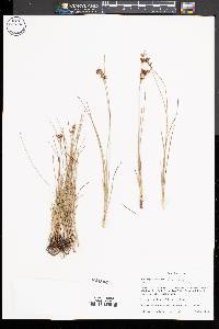 Juncus compressus image