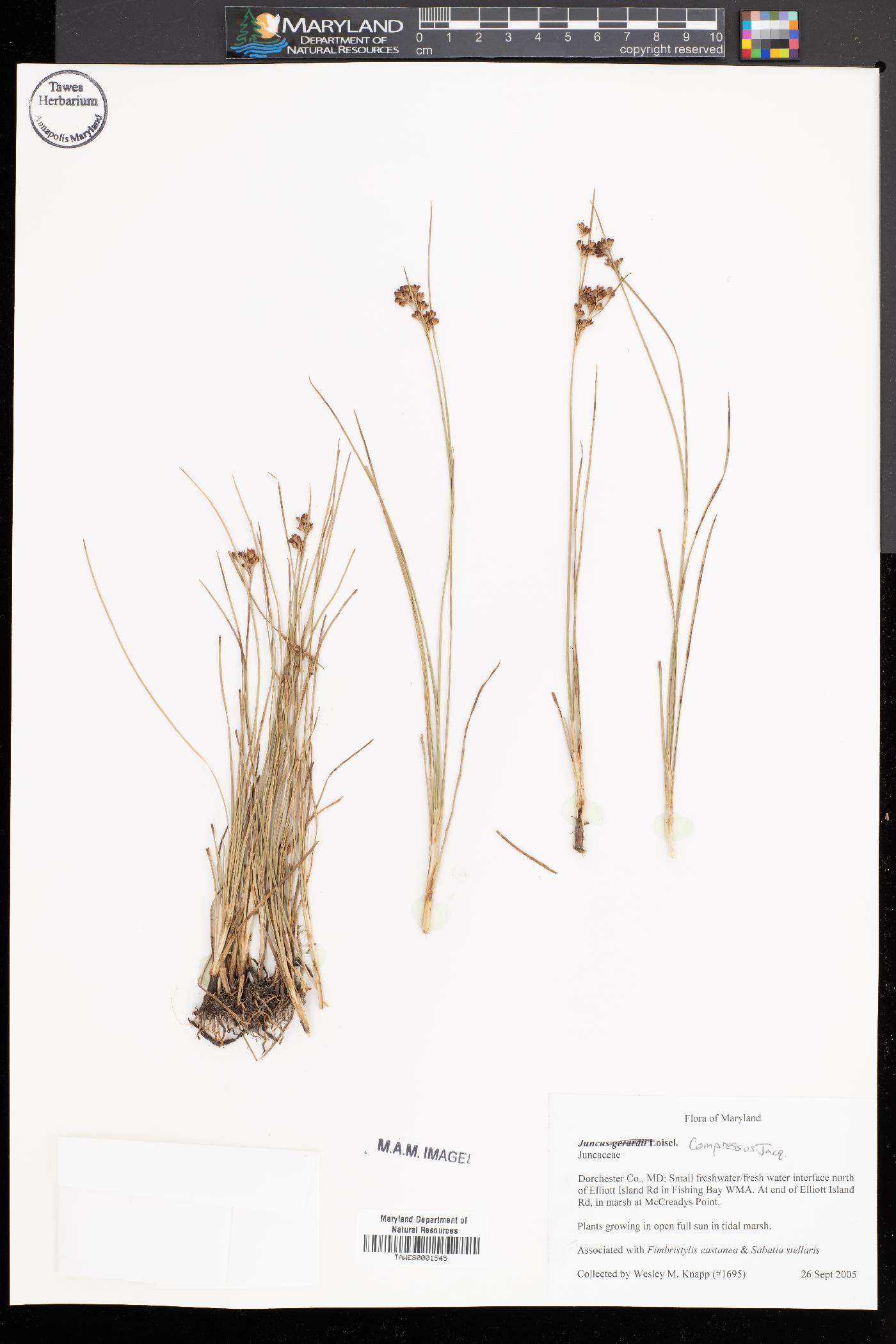 Juncus compressus image