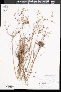 Juncus diffusissimus image