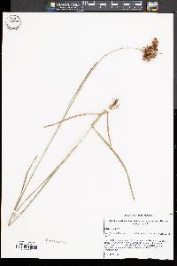 Image of Juncus longii