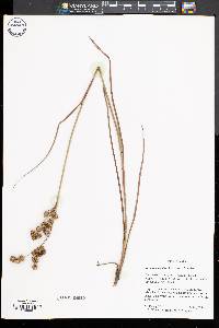 Juncus scirpoides image