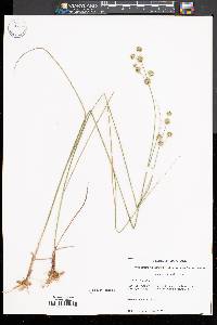 Juncus scirpoides image