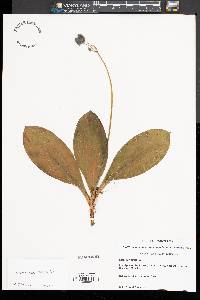 Clintonia borealis image