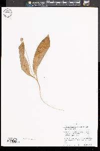 Image of Erythronium umbilicatum