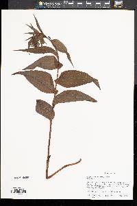 Epipactis helleborine image