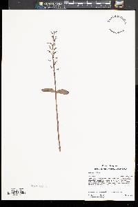 Image of Listera australis