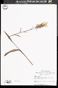 Image of Platanthera cristata