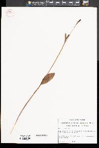 Pogonia ophioglossoides image