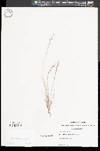 Aristida longespica image