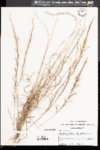 Aristida purpurascens image