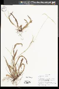 Axonopus furcatus image