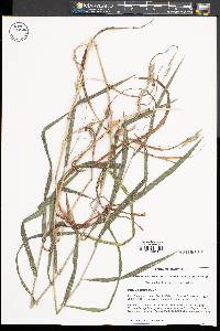 Bromus latiglumis image