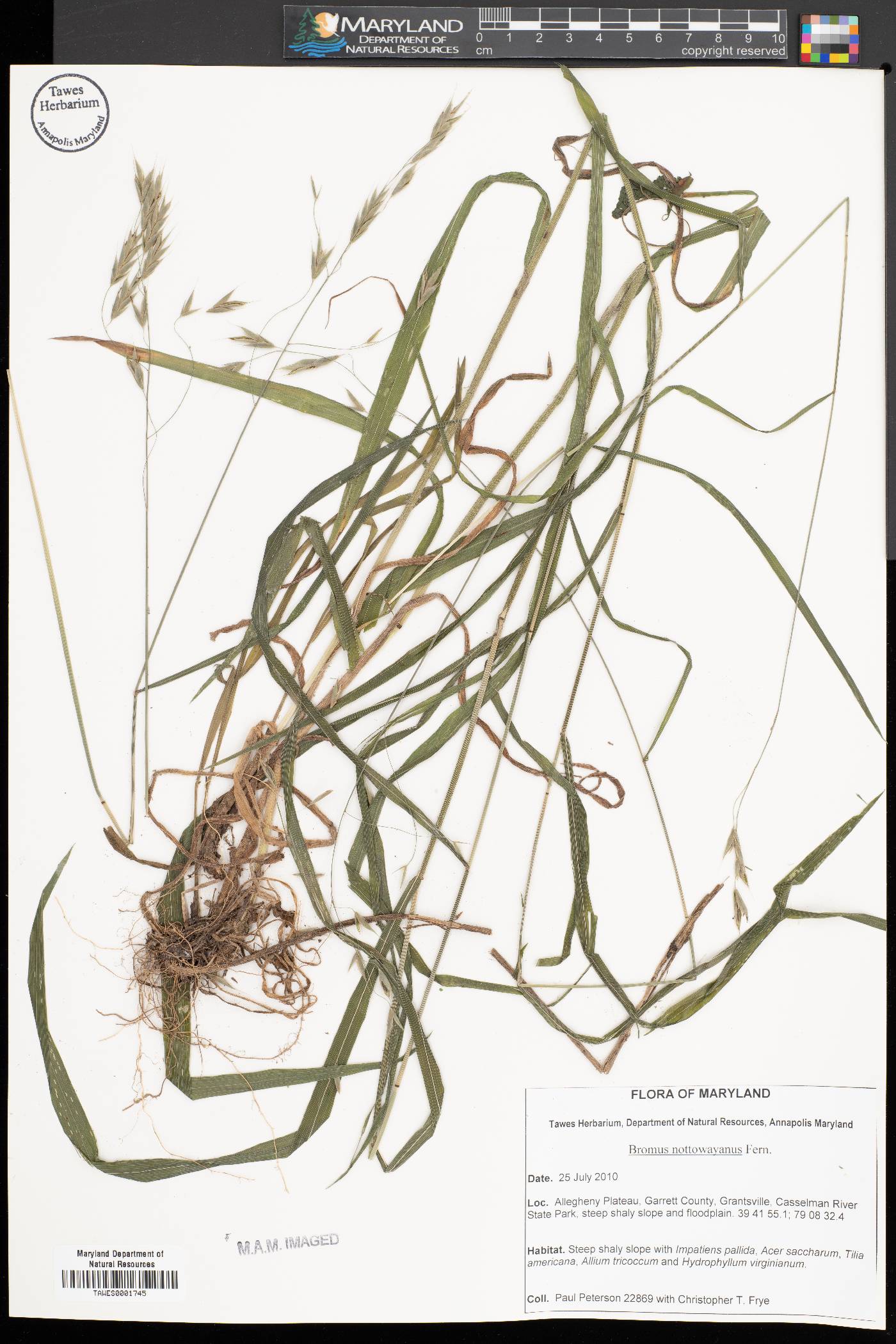 Bromus nottowayanus image