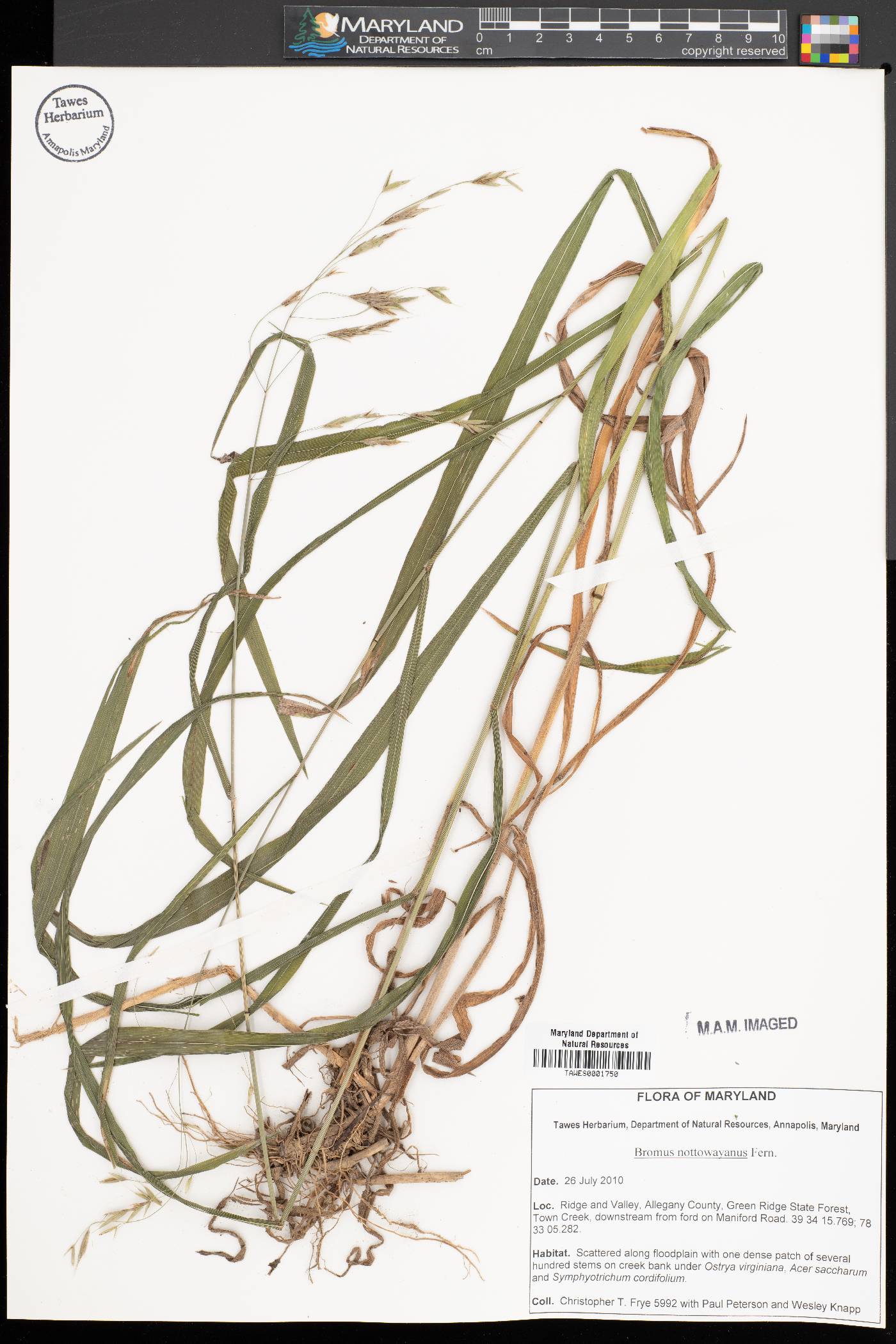 Bromus nottowayanus image