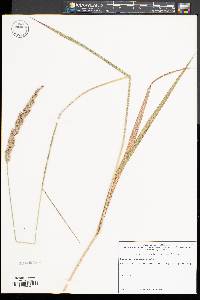 Image of Calamagrostis cinnoides