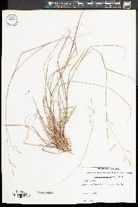 Danthonia compressa image