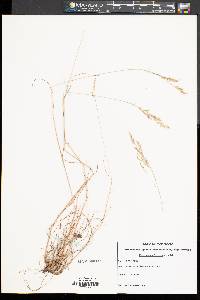 Deschampsia flexuosa image