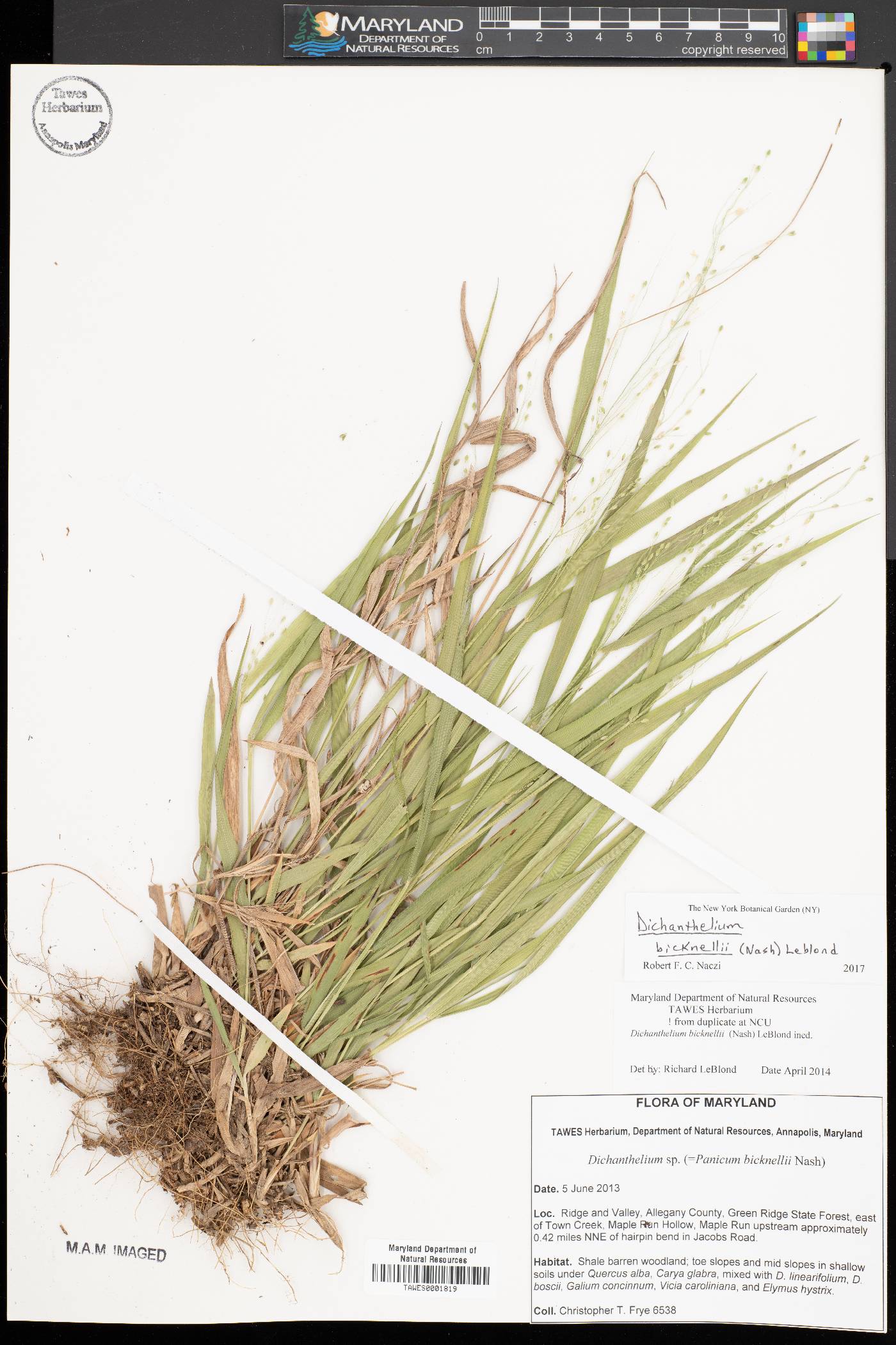 Dichanthelium × bicknellii image