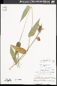 Dichanthelium latifolium image