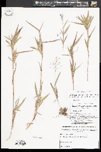 Dichanthelium scribnerianum image