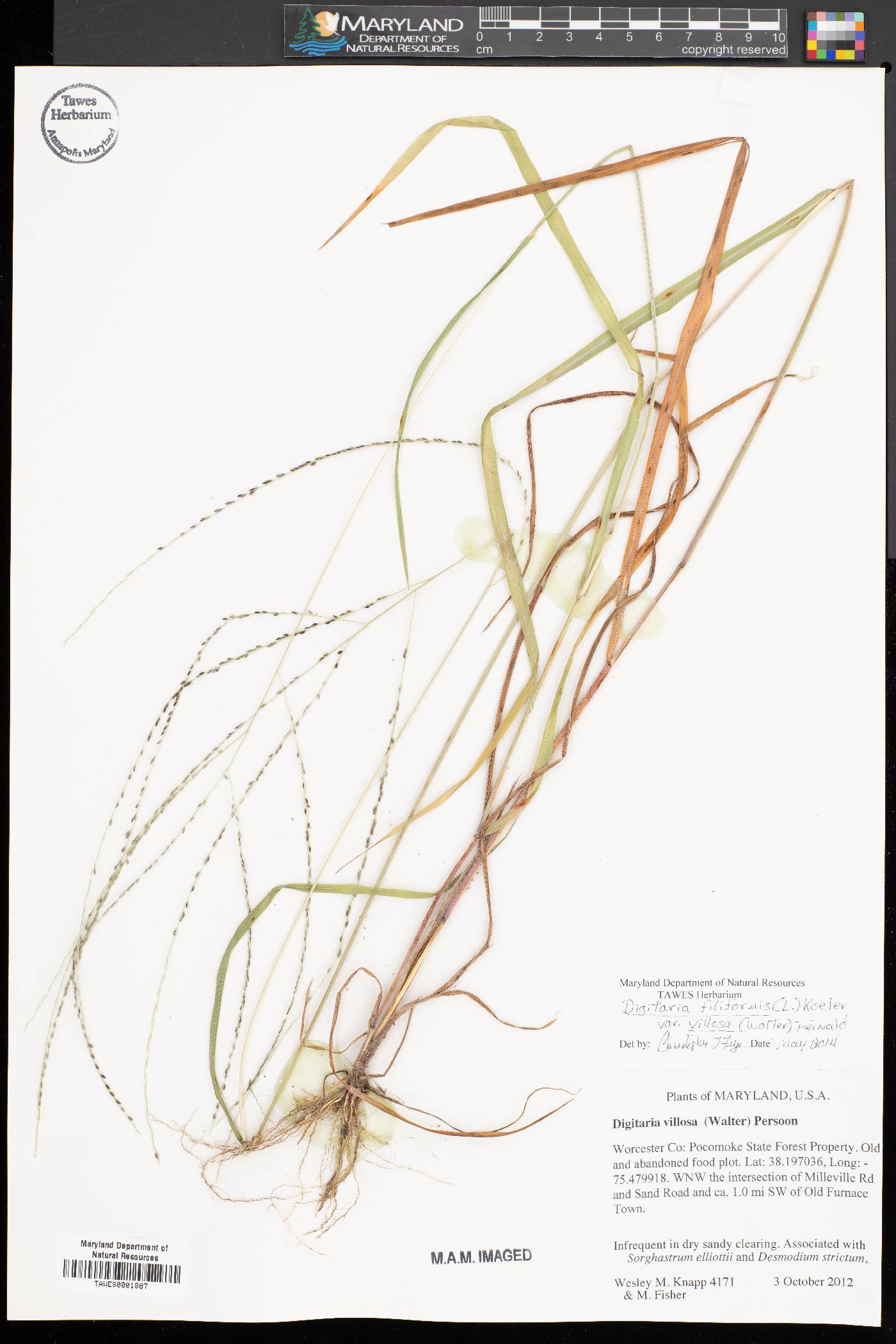 Digitaria filiformis var. villosa image